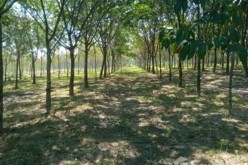 Land for sale in Ban Tat, Udon Thani