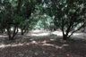 Land for sale in 