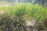 Land for sale in Sai Thai, Krabi