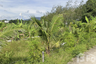 Land for sale in Si Sunthon, Phuket