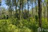 Land for sale in Pa Khlok, Phuket