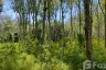 Land for sale in Pa Khlok, Phuket