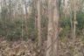 Land for sale in Bo Rang, Phetchabun