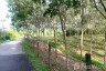Land for sale in Choeng Thale, Phuket
