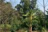 Land for sale in Huai Sai, Chiang Mai