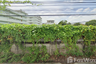 Land for sale in Nong Khaem, Bangkok