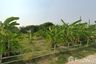 Land for sale in Suthep, Chiang Mai