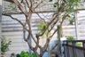 3 Bedroom Townhouse for sale in Baan Klang Muang Urbanion Kaset-Nawamin 2, Anusawari, Bangkok