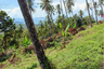 Land for sale in Lipa Noi, Surat Thani