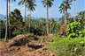 Land for sale in Lipa Noi, Surat Thani
