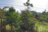 Land for sale in Ban Tai, Surat Thani