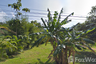 Land for sale in Ban Tai, Surat Thani
