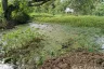 Land for sale in Tha Wang Tan, Chiang Mai