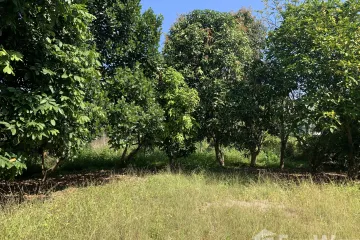 Land for sale in Pa Phai, Chiang Mai