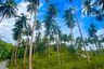 Land for sale in Taling Ngam, Surat Thani