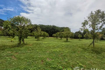 Land for sale in Mae Nam, Surat Thani