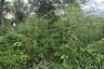 Land for sale in Han Kaeo, Chiang Mai