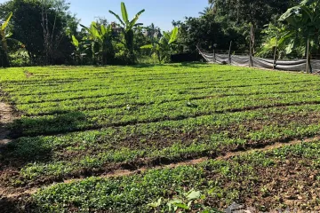 Land for sale in Tha Wang Tan, Chiang Mai