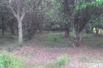 Land for sale in San Na Meng, Chiang Mai