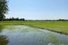 Land for sale in Nong Yaeng, Chiang Mai