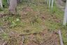 Land for sale in Na Mueang, Surat Thani