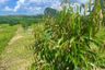 Land for sale in Khao Yai, Krabi