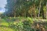 Land for sale in Khao Thong, Krabi