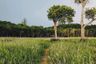 Land for sale in Mai Khao, Phuket
