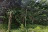 Land for sale in Thep Krasatti, Phuket
