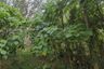 Land for sale in Thep Krasatti, Phuket