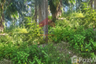 Land for sale in Ao Nang, Krabi