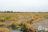 Land for sale in Chai Mongkhon, Samut Sakhon