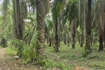 Land for sale in Khlong Khian, Phang Nga