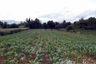 Land for sale in Wiang, Chiang Rai