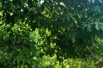 Land for sale in Lo Yung, Phang Nga