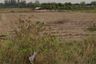 Land for sale in Si Mum, Nakhon Ratchasima