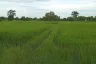 Land for sale in Nok Mueang, Surin