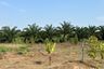 Land for sale in Kalai, Phang Nga
