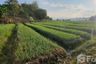 Land for sale in Chiang Dao, Chiang Mai