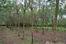 Land for sale in Nam Chan, Bueng Kan