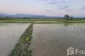 Land for sale in Wiang, Chiang Mai
