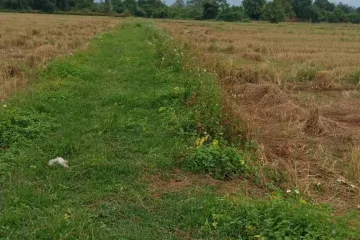 Land for sale in Ban Pong, Chiang Mai