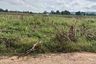 Land for sale in Takhop, Nakhon Ratchasima