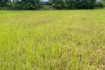 Land for sale in Tha Pha, Lampang
