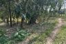 Land for sale in Thai Buri, Nakhon Si Thammarat