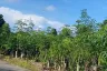 Land for sale in Thep Krasatti, Phuket