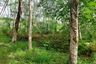 Land for sale in Chalong, Phuket