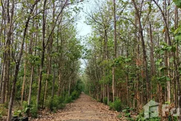 Land for sale in Khok Sa-at, Phetchabun