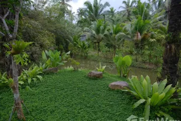 Land for sale in Phanom, Surat Thani