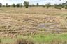 Land for sale in Nong Phluang, Nakhon Ratchasima